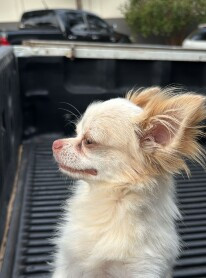 Tutora vê cachorro furtado há 1 ano no Facebook e polícia o recupera