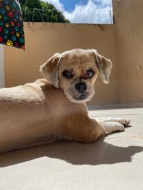 Cão que era devorado por larvas precisa de cirurgia; saiba como ajudar