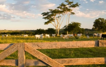 MT tem aumento de terras para produção agropecuária à venda