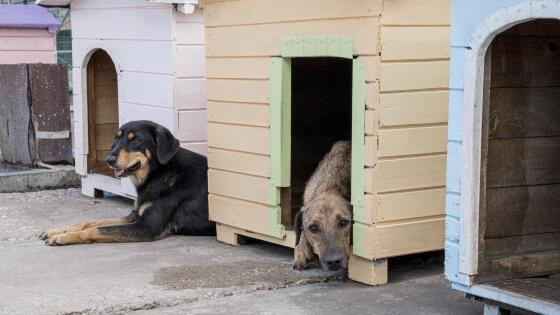 Dois cães são encontrados mortos, pendurados pelo pescoço, após denúncia de maus-tratos