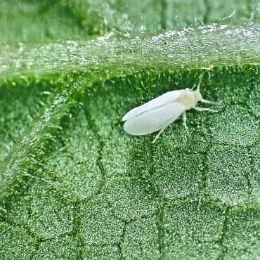 Aprofir leva debate sobre praga da mosca branca no feijão para o interior de MT