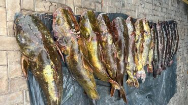 Irmãos são presos com 223 quilos de pescado ilegal em MT