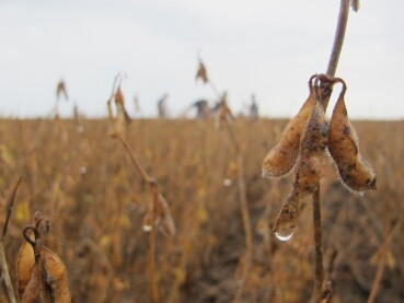 Chuvas intensas comprometem a colheita da soja e geram prejuízos para produtores em MT