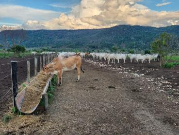 Com dívidas de R$ 126 mi, 'irmãos do agro' entram em recuperação 