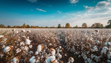 Atraso no plantio do algodão preocupa produtores em Mato Grosso