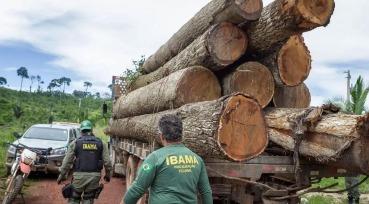 Analista ambiental do Ibama: veja detalhes, salário da vaga para concurso e cronograma completo