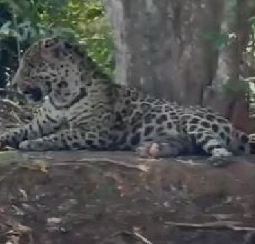 Cantor flagra onça pintada durante pescaria no Pantanal; vídeo