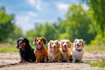 Justiça de MT concede pensão a pets de casal que se separou