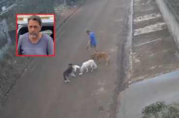 Tutor alega que gato estava morto no momento de ataque de cães 