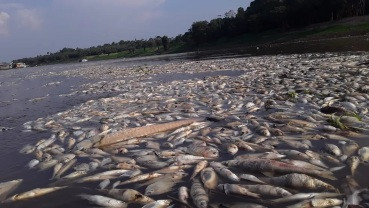 Justiça bloqueia R$ 150 milhões de hidrelétrica por mortandade de peixes