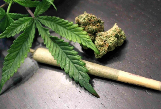 Jovem é preso em flagrante cultivando maconha dentro de casa 