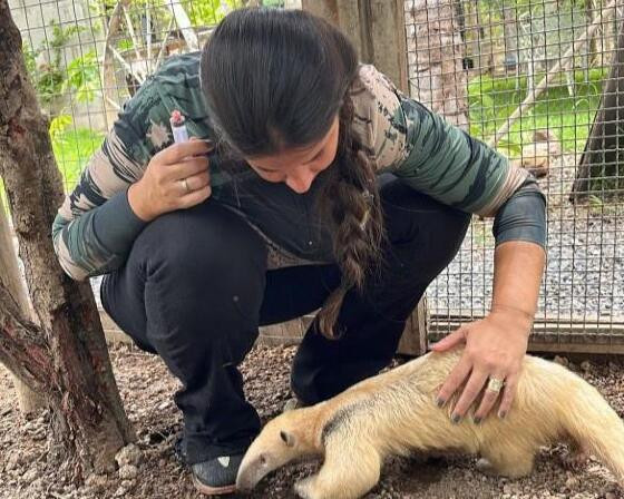 SEMA GUARDIÕES DE ANIMAIS