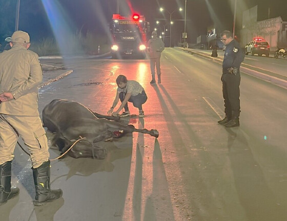 Égua é atropelada por carro em VG e acaba sacrificada