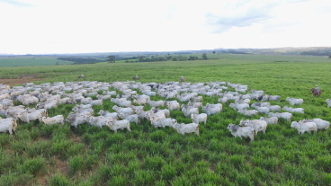 Escritórios Verdes da JBS impulsionam regularização ambiental em 2 mil propriedades de MT