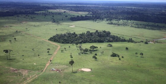 AMAZÔNIA 