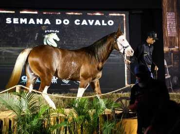 Em leilões, compradores poderão adquirir animais de elite