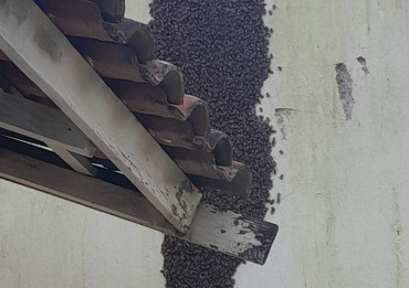 Bombeiros retiram enxame de abelhas de escola em MT