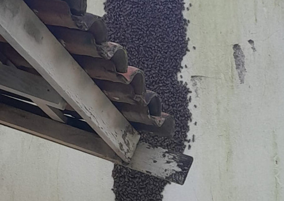 Bombeiros retiram enxame de abelhas de escola em MT