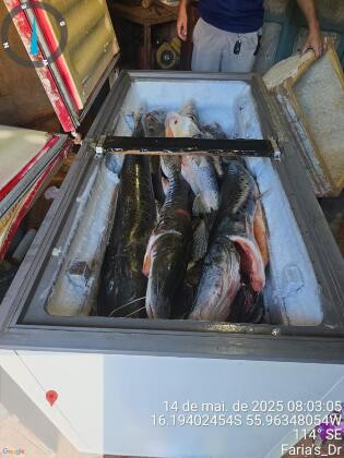 Idosa é presa por armazenar pescados em freezer de casa em MT