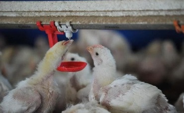 Ministério investiga caso suspeito de gripe aviária em MT