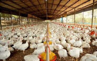 Exame descarta suspeita de gripe aviária em Mato Grosso