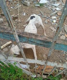 Homem é preso por abandonar cachorros sem água e sem comida 