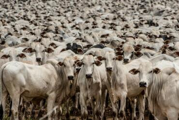 MT será reconhecido como zona livre da febre aftosa sem vacinação