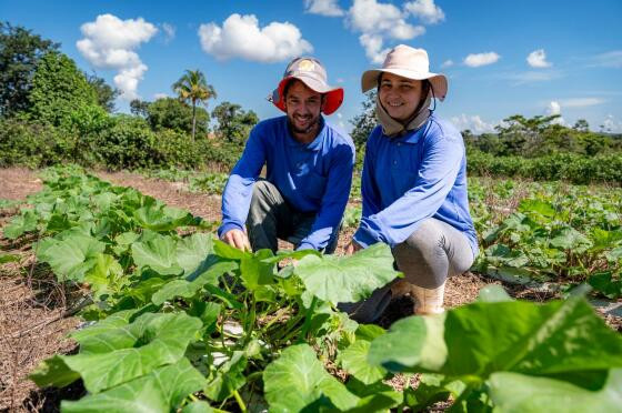 Agriculta em MT