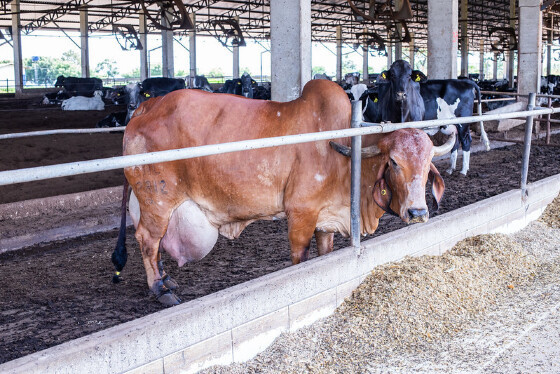 PRODUÇÃO DE CARNE E LEITE