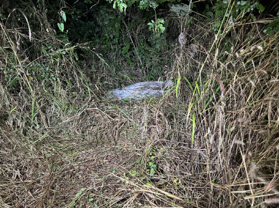 Corpos encontrados em área de mata