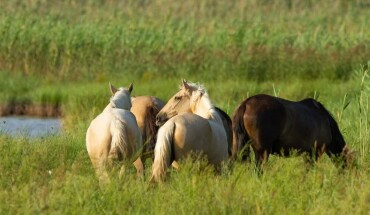 Mapa esclarece investigação sobre mortes de equinos associadas a rações da Nutratta Nutrição Animal