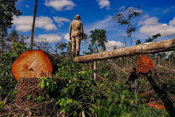amazonia.jpeg