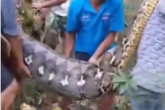 cobra piton.jpg