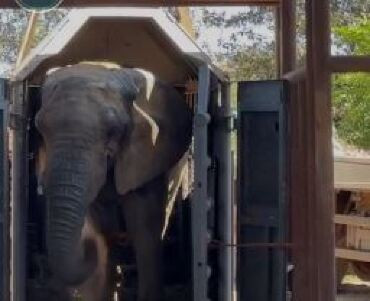 Acompanhe a chegada da elefante Kenya ao Santuário em Chapada dos Guimarães 