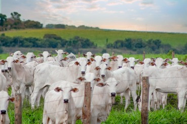 Plataforma digital de compra e venda de gado será destaque no Acricorte