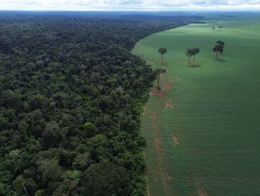 Pesquisadores e povos da floresta pedem veto ao PL do Licenciamento Ambiental 