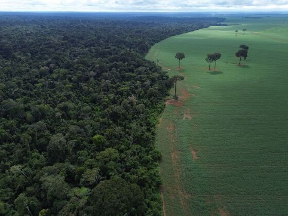 PL DA DEVASTAÇÃO FLORESTA