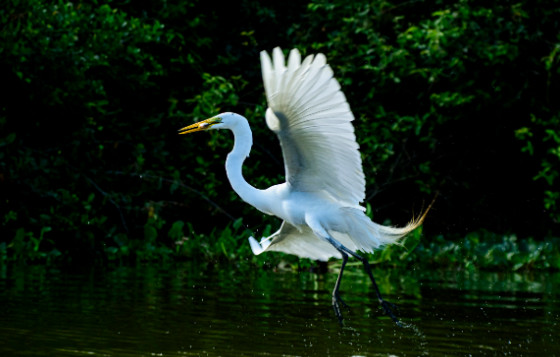 Aves