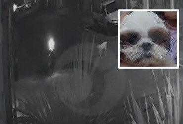Motociclista pega cachorro em frente à casa e deixa família desesperada em Cuiabá; vídeo