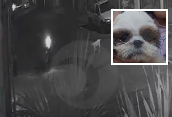 Motociclista pega cachorro e deixa família desesperada em Cuiabá; vídeo
