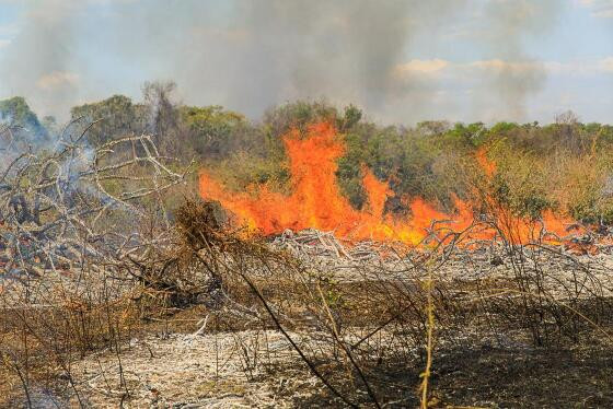 PM prende homem por provocar incêndio em vegetação