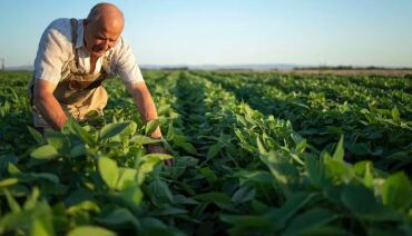 Área plantada com soja em MT deve crescer 1,67% na safra 2025-2026