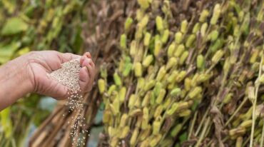África do Sul abre mercado para importação de gergelim do Brasil 