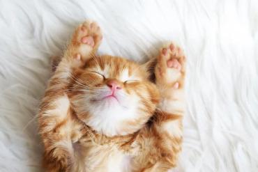 Veja quantas horas os felinos precisam dormir por dia e o motivo